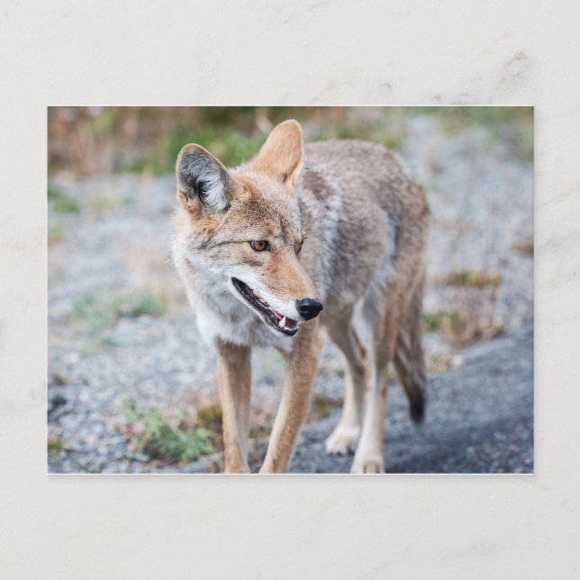 Coyote in Yellowstone National Park Postcard (Front)