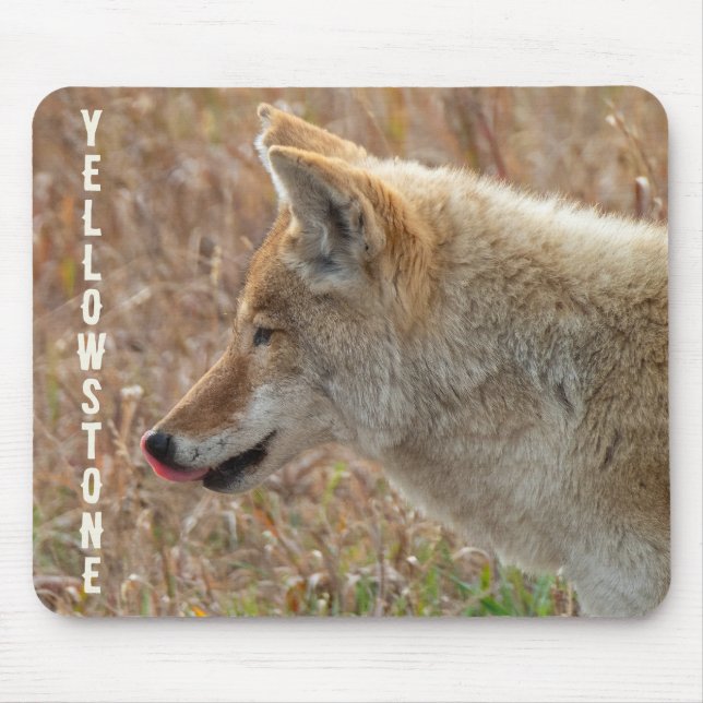 Coyote Lamar Valley Yellowstone National Park Mouse Pad (Front)
