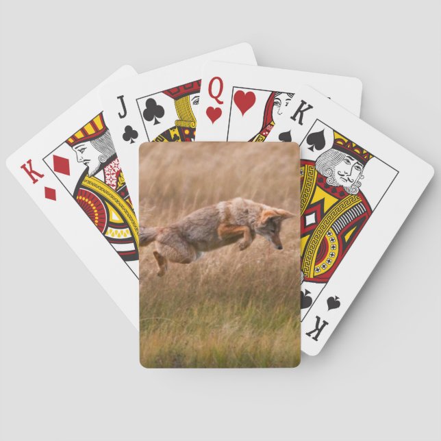 Coyote Leaping - Gibbon Meadows Playing Cards (Back)