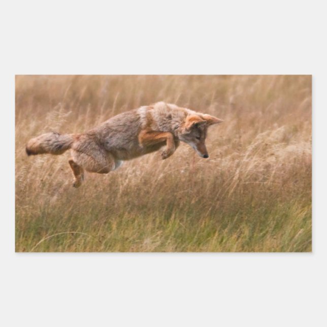 Coyote Leaping - Gibbon Meadows Rectangular Sticker (Front)