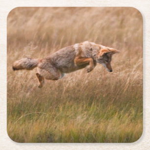 Coyote Leaping - Gibbon Meadows Square Paper Coaster