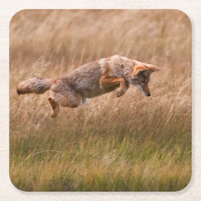 Coyote Leaping - Gibbon Meadows Square Paper Coaster (Front)