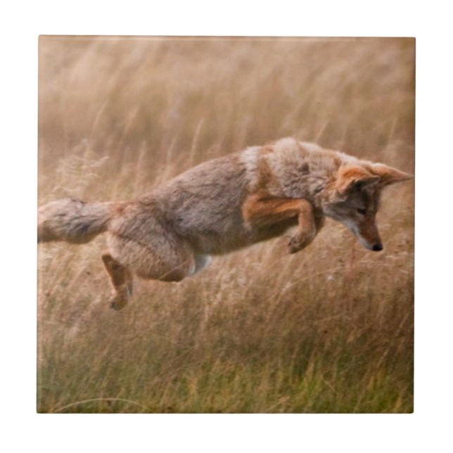 Coyote Leaping - Gibbon Meadows Tile (Front)