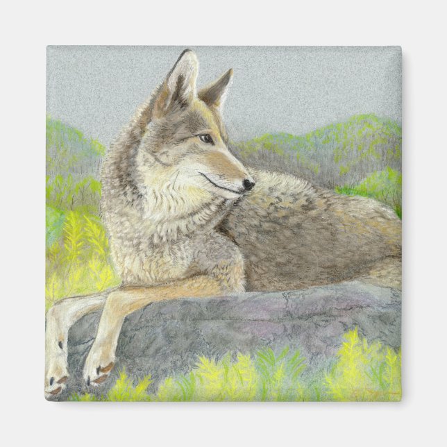 Coyote Magnet (Front)