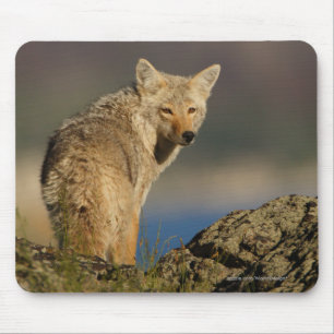 Coyote Mouse Pad