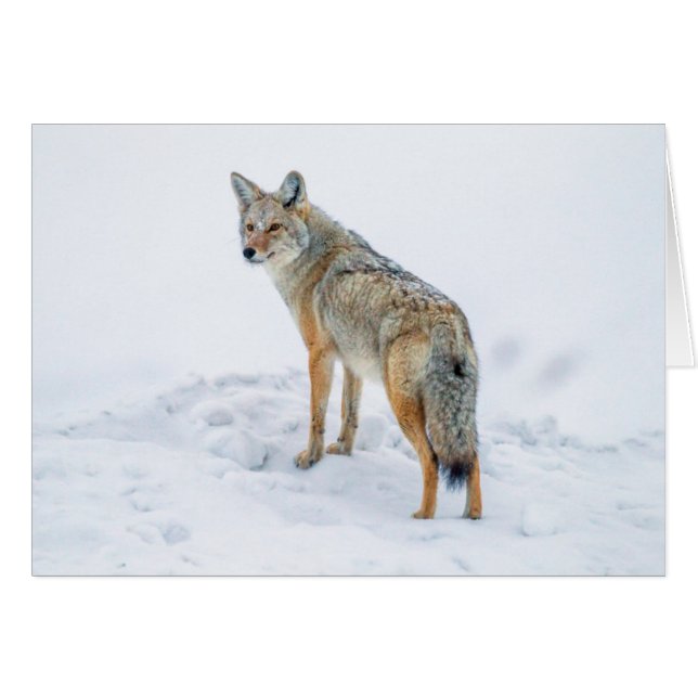 Coyote on alert in snow (Front Horizontal)