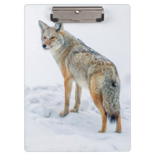 Coyote on alert in snow clipboard