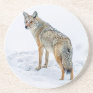 Coyote on alert in snow coaster