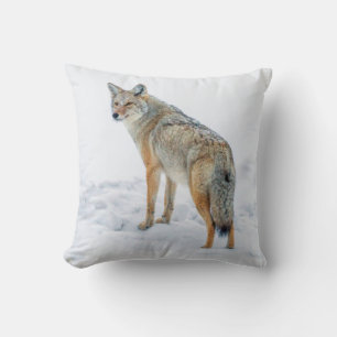 Coyote on alert in snow cushion