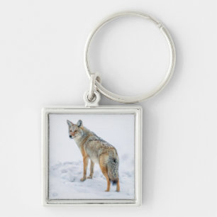 Coyote on alert in snow key ring