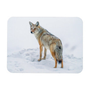 Coyote on alert in snow magnet