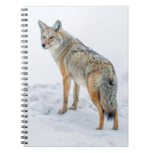 Coyote on alert in snow notebook