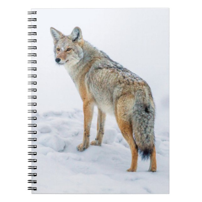 Coyote on alert in snow notebook (Front)