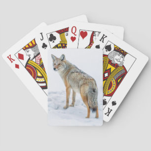 Coyote on alert in snow playing cards