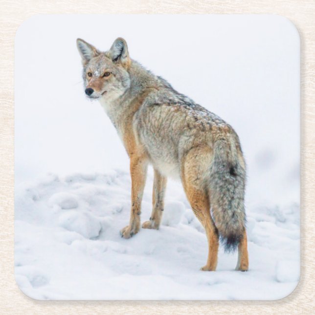 Coyote on alert in snow square paper coaster (Front)