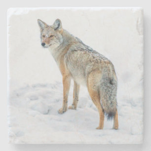 Coyote on alert in snow stone coaster