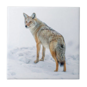 Coyote on alert in snow tile