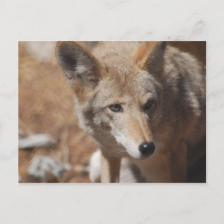 Coyote Postcard