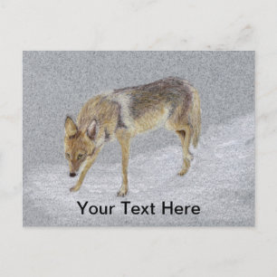 Coyote Postcard
