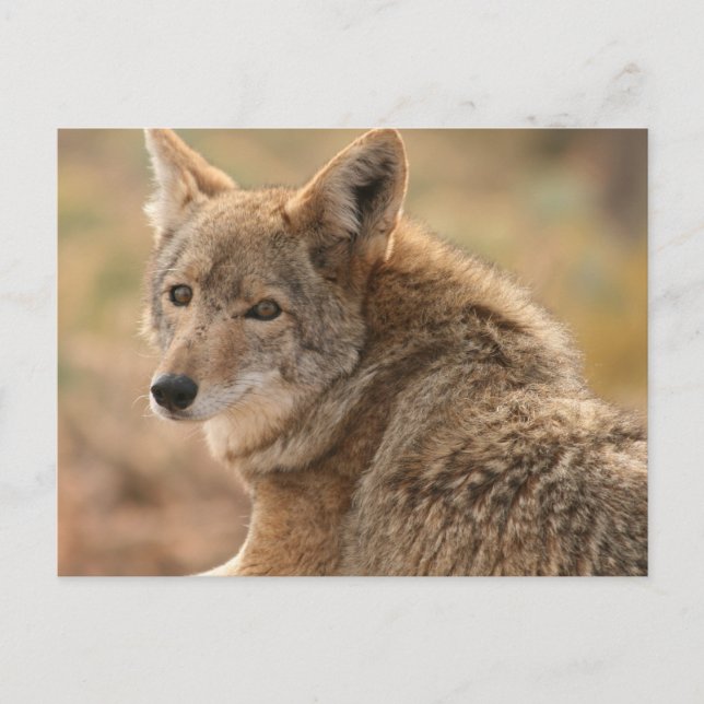 Coyote Postcard (Front)