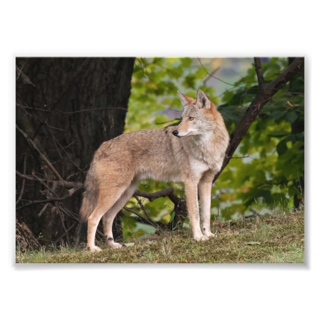 Coyote Pretty Photo Print (Front)