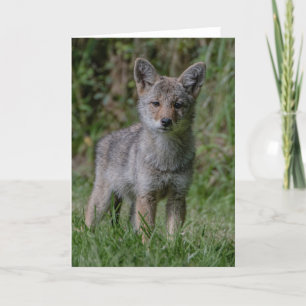 Coyote Pup Ears - Coyote  Thank You Card