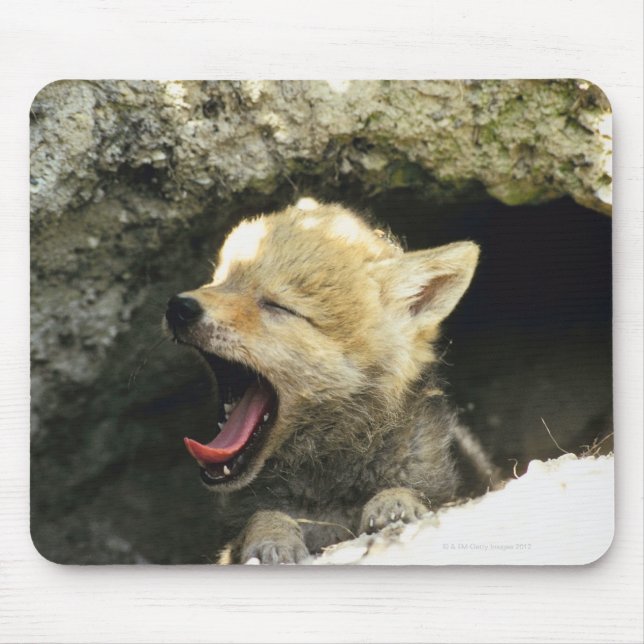 Coyote pup yawning mouse pad (Front)