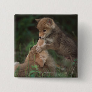 Coyote Puppies Wrestling (Canis Latrans) 15 Cm Square Badge