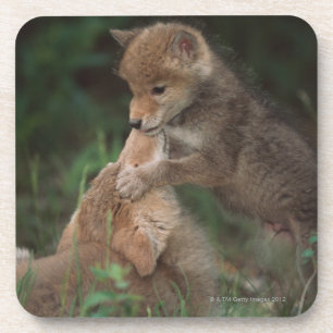 Coyote Puppies Wrestling (Canis Latrans) Coaster