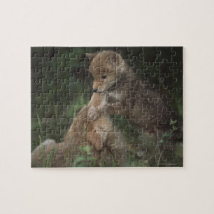 Coyote Puppies Wrestling (Canis Latrans) Jigsaw Puzzle