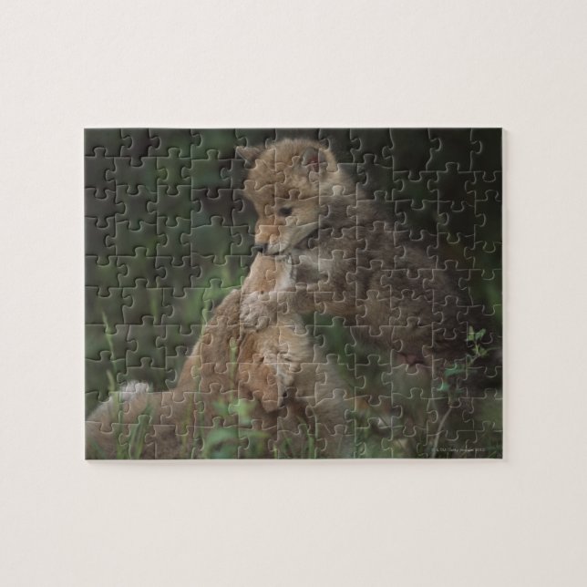 Coyote Puppies Wrestling (Canis Latrans) Jigsaw Puzzle (Horizontal)