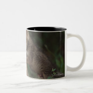 Coyote Puppies Wrestling (Canis Latrans) Two-Tone Coffee Mug