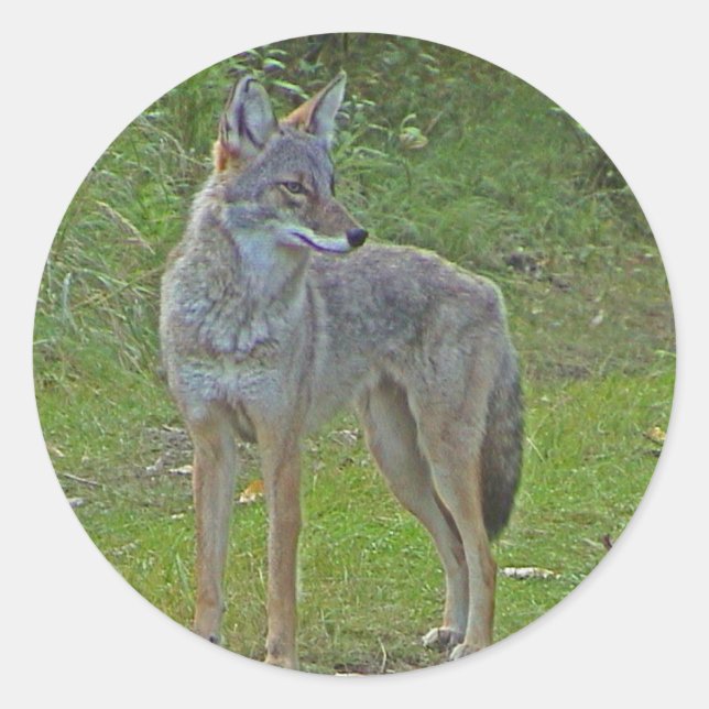 Coyote (side view) classic round sticker (Front)
