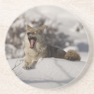 Coyote Snow Yawn Coaster