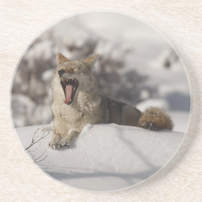 Coyote Snow Yawn Coaster (Front)