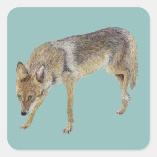 Coyote Square Sticker
