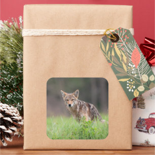 Coyote Standing in Green Meadow Square Sticker