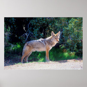 Coyote Stands along a Road Poster