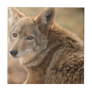 Coyote Tile