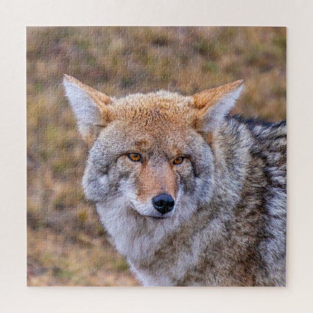 Coyote Wild Dog Jigsaw Puzzle (Vertical)