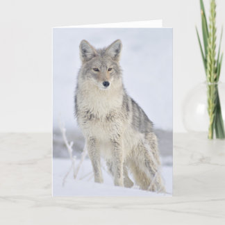 Coyote - Wildlife Photography by Steven Holt Card