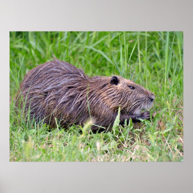 Coypu in grass poster (Front)