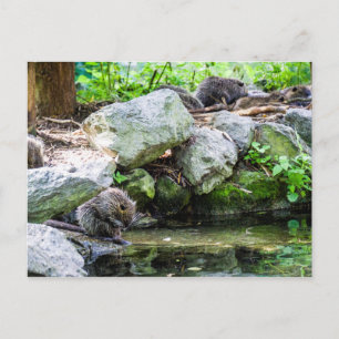 Coypus Postcard