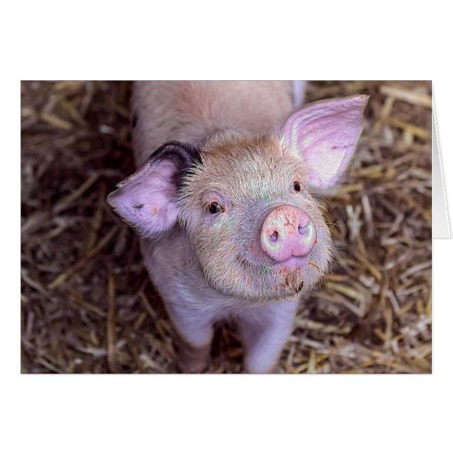 'Cozmico' the Happy Piglet (Front Horizontal)