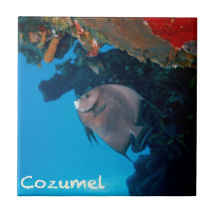 Cozumel Angelfish Ceramic Tile