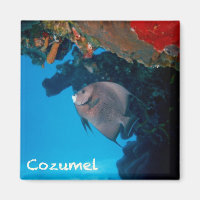 Cozumel Angelfish