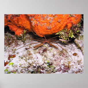 Cozumel Arrow Crab Poster