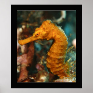 Cozumel — Orange Seahorse#2 Poster
