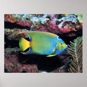 Cozumel Queen Angelfish Poster