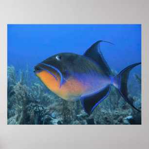 Cozumel Queen Triggerfish Poster